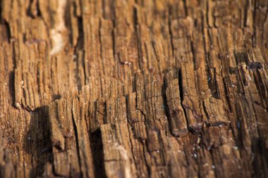 Ağaç kabuğu dokusu. Tahta duvar arkaplan paneli