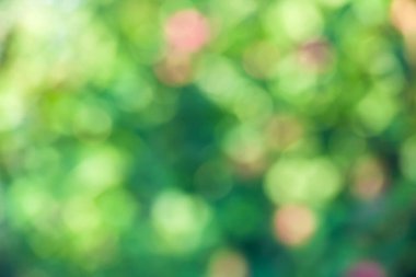 Yumuşak odaklı bulanık yeşil doğa arka planı. Soyut doku