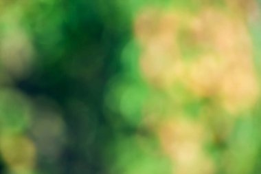 Yumuşak odaklı bulanık yeşil doğa arka planı. Soyut doku