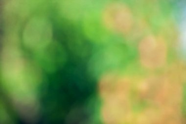 Yumuşak odaklı bulanık yeşil doğa arka planı. Soyut doku