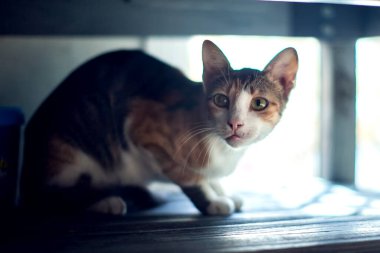 Hayvan barınağındaki kedi. Kurtarma kavramı