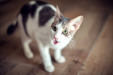 Hayvan barınağındaki kedi. Kurtarma kavramı