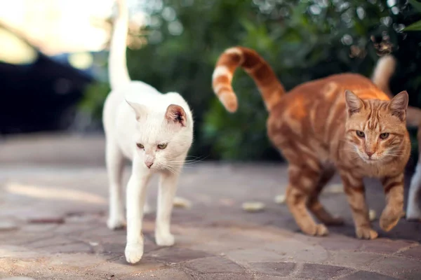 Sokakta Bir Sürü Evsiz Kedi Var Hayvan Koruma Kavramı — Stok fotoğraf