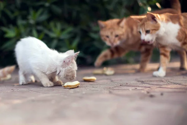 Muchos Gatos Hambrientos Sin Hogar Calle Concepto Protección Animal —  Fotos de Stock