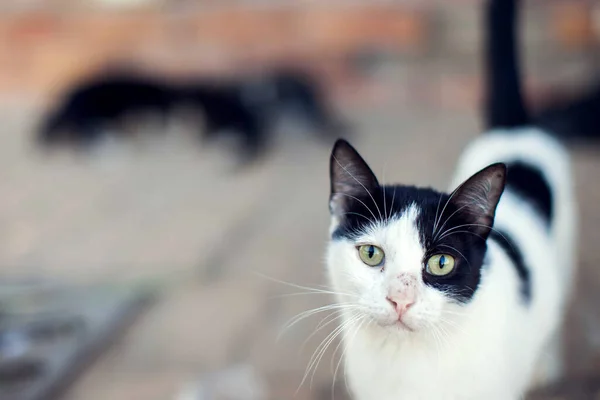 집없는 고양이가 거리에 — 스톡 사진