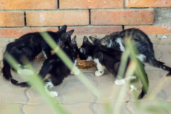 Gatitos Sin Hogar Comiendo Comida Calle Concepto Protección Animal —  Fotos de Stock