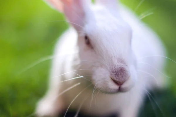 Dekoratives Weißes Kaninchen Sitzt Auf Dem Grünen Gras Garten — Stockfoto
