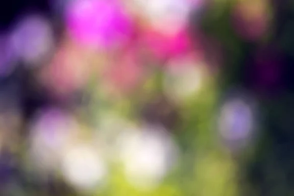Розмитий Фіолетовий Фон Природи Яким Фокусом Абстрактна Текстура — стокове фото