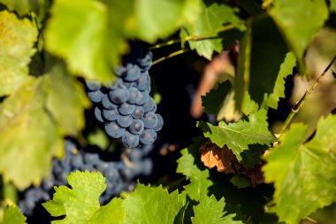 Bahçede bir demet mor üzüm yetişiyor. Doğal ve organik gıda konsepti