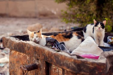 Kediler çöp kutusunda oturur. Serseri hayvanların korunması kavramı