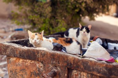 Kediler çöp kutusunda oturur. Serseri hayvanların korunması kavramı