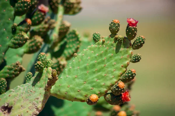 Dziki Kaktus Kwiatami Plenerze Natury — Zdjęcie stockowe
