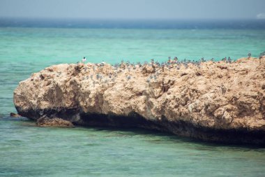 Kızıl denizdeki adada kuşlar.