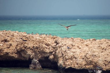 Kızıl denizdeki adada kuşlar.