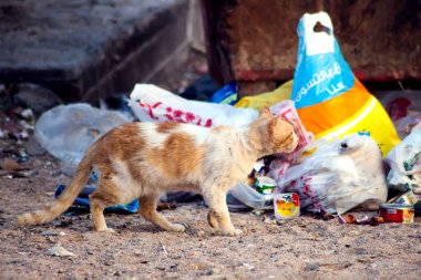 Hurghada, Mısır, 17.04.2019, Kediler çöpte oturuyor. Sokak hayvanlarının korunması kavramı