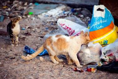 Hurghada, Mısır, 17.04.2019, Kediler çöpte oturuyor. Sokak hayvanlarının korunması kavramı