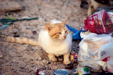Hurghada, Mısır, 17.04.2019, Kediler çöpte oturuyor. Sokak hayvanlarının korunması kavramı