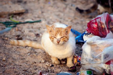 Hurghada, Mısır, 17.04.2019, Kediler çöpte oturuyor. Sokak hayvanlarının korunması kavramı