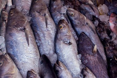 Pazarda bir sürü taze balık var. Balık arkaplanı