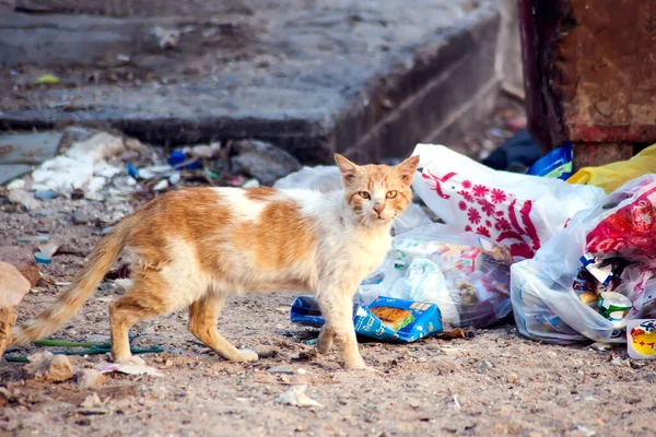 Hurghada Egito 2019 Gatos Sentados Lixo Protecção Dos Conceitos Dos — Fotografia de Stock