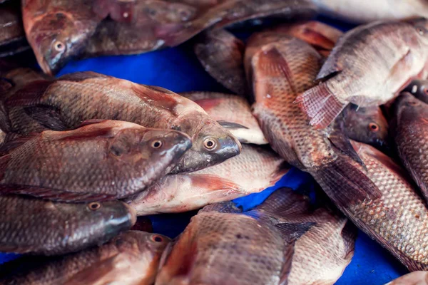 A lot of fresh fish at the market. Fish background