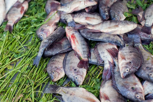 Muitos Peixes Frescos Mercado Fundo Peixe — Fotografia de Stock