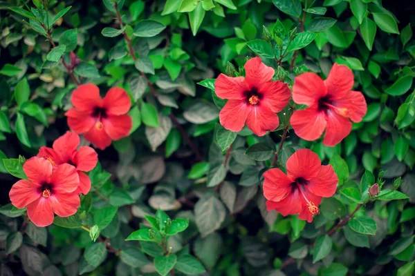 Red Hibiscus Karkade Tanaman Kebun — Stok Foto