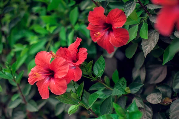 Red Hibiscus Karkade Tanaman Kebun — Stok Foto