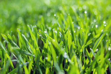 Toprakta yetişen küçük buğday fideleri. Tarım ve tarım teması. Organik gıda sahada üretiliyor. Doğal arkaplan.