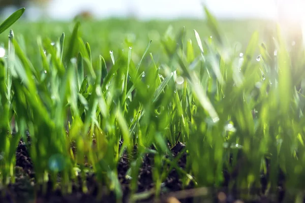 Las Plántulas Jóvenes Trigo Que Crecen Suelo Tema Agricultura Agronomía —  Fotos de Stock