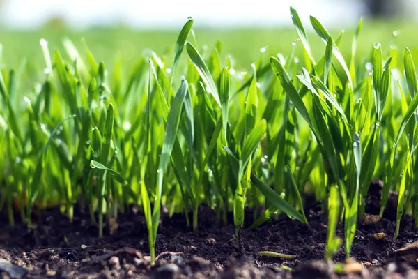 Las Plántulas Jóvenes Trigo Que Crecen Suelo Tema Agricultura Agronomía —  Fotos de Stock