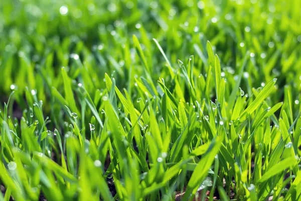 Las Plántulas Jóvenes Trigo Que Crecen Suelo Tema Agricultura Agronomía —  Fotos de Stock