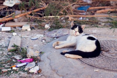 Kediler çöp tenekesinde oturur ve sokakta ne yiyeceklerini, iyi ve dostluk kavramını ve başıboş hayvanları koruma kavramını arar.