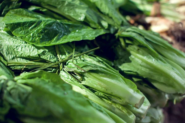 Salad leaf. Lettuce salad plant, hydroponic vegetable leaves