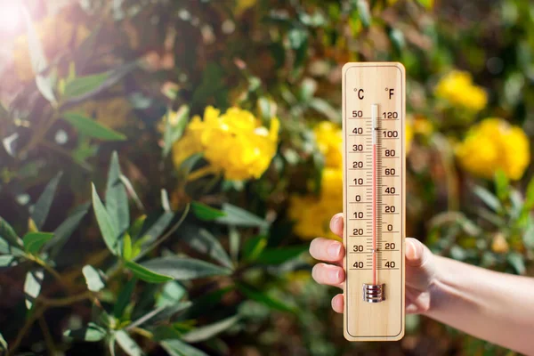 Thermometer Neben Strauch Mit Gelben Blüten Wettervorhersage Und Sommerkonzept — Stockfoto