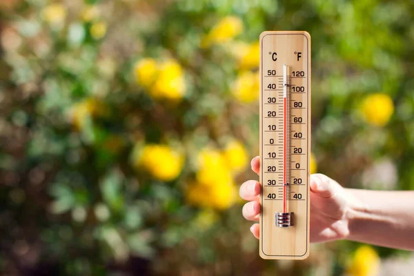 Thermometer Bush Yellow Flowers Weather Forecast Summer Concept — Stockfoto