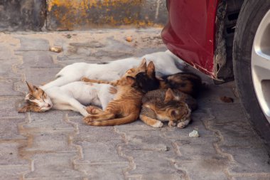 Sokak kedilerinden oluşan bir aile açık havada birlikte yatıyor. Hayvan koruma kavramı
