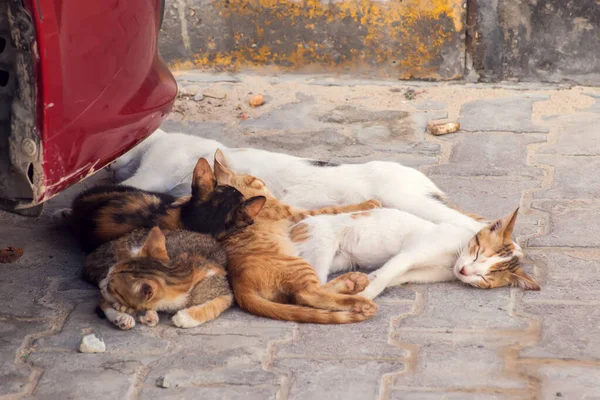 Family Stray Cats Sleeping Together Ground Outdoor Pet Protection Concept — Stock Photo, Image