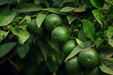 Yeşil meyveli mandalina ağacı. Organik ve sağlıklı yiyecekler. Kapat.