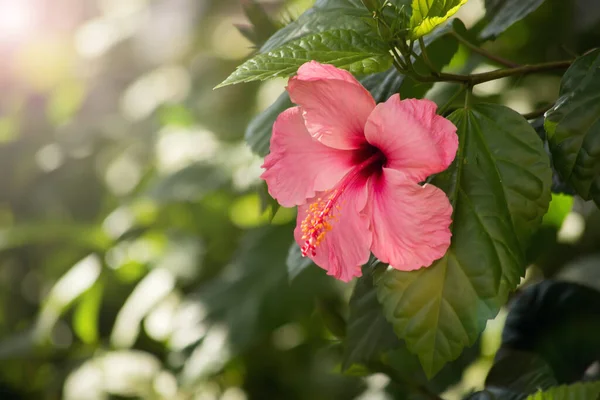 Pink Chinese Rose Flower Red Hibiscus Close — Stok Foto