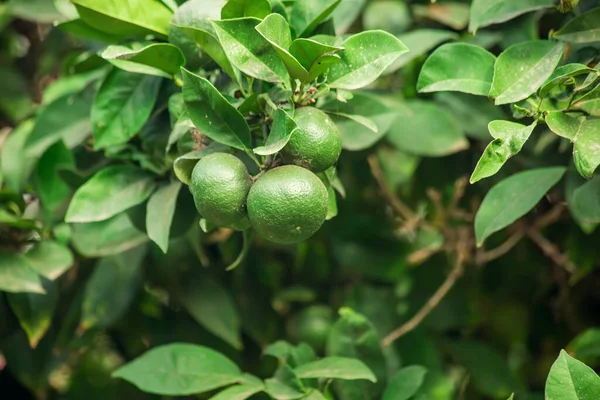 Mandarine Tree Green Fruits Organic Healthy Food Close — Stok Foto