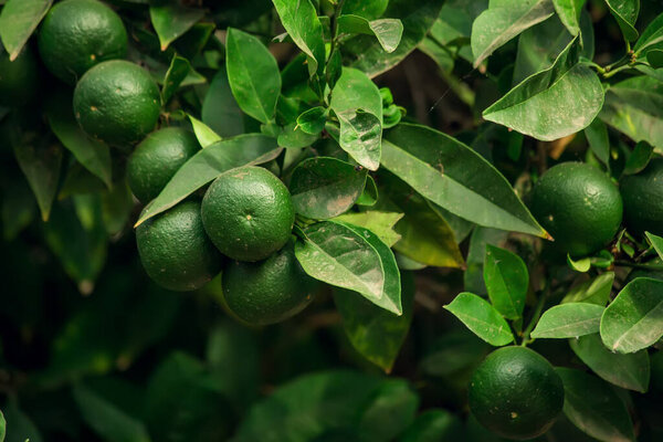 Mandarine Tree Green Fruits Organic Healthy Food Close Stock Image