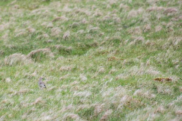 チュウシャクシギ属 phaeopus — ストック写真