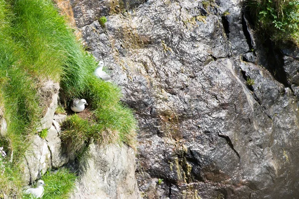 Northern fulmar sitting on nest — Stock Photo, Image