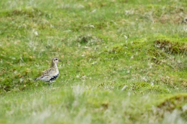 Chorlito de oro europeo, Pluvialis apricaria — Foto de Stock