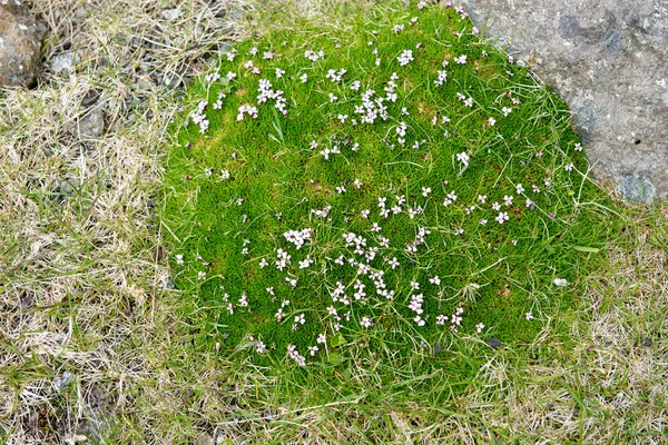 苔藓坎皮恩, 米瓦星毛盛开 — 图库照片