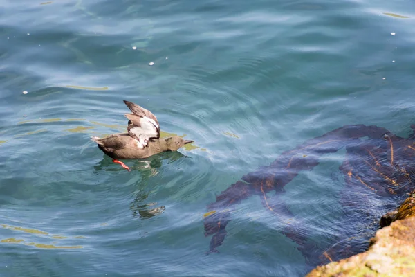 Black Guillemot, Cepphus gryhbs on water — стоковое фото