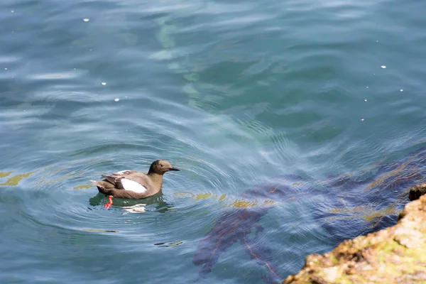 黑色海鸠，鸽 grylle 上水 — 图库照片