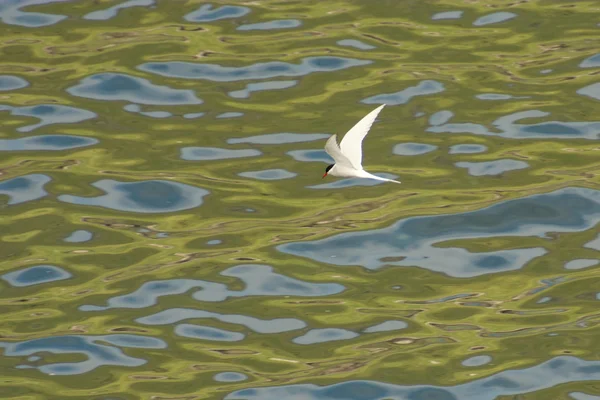 Silvertärna flyger på Färöarna — Stockfoto