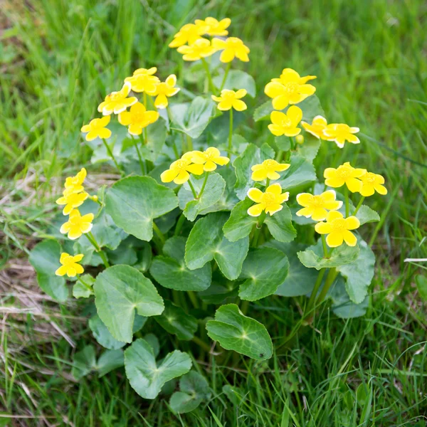 Ringelblume, Caltha palustris auf den Färöer-Inseln — Stockfoto